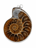 Ammoniet hanger